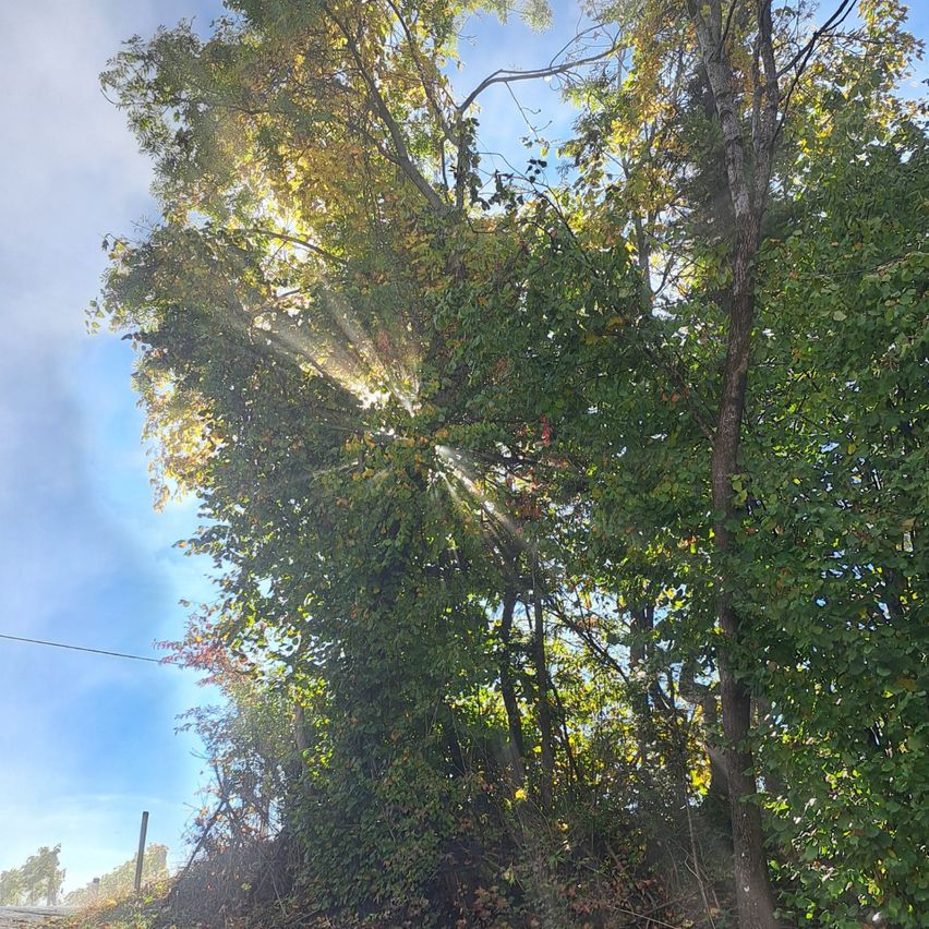 Ein lebhaftes Bild von Sonnenlicht, das durch üppige Bäume strömt und einen goldenen Schein wirft. Der blaue Himmel ist sichtbar, und die Bäume haben eine Mischung aus grünen und gelben Blättern.