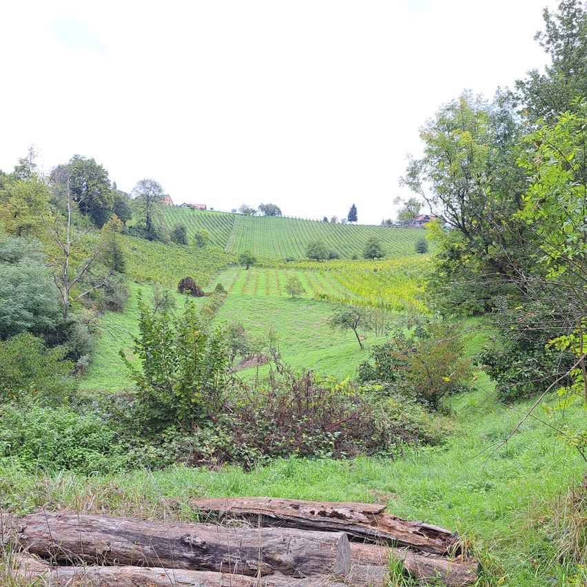 Ein grasbewachsenes Feld mit mehreren auf dem Boden verstreuten Baumstämmen. Üppige grüne Bäume umgeben das Gebiet. Ein weiter Hügel mit Kulturpflanzen ist unter einem klaren Himmel sichtbar.