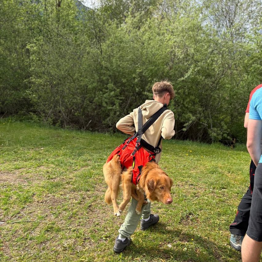 Eine Person trägt einen Hund in einem roten Geschirr über der Schulter auf einem Grasfeld.