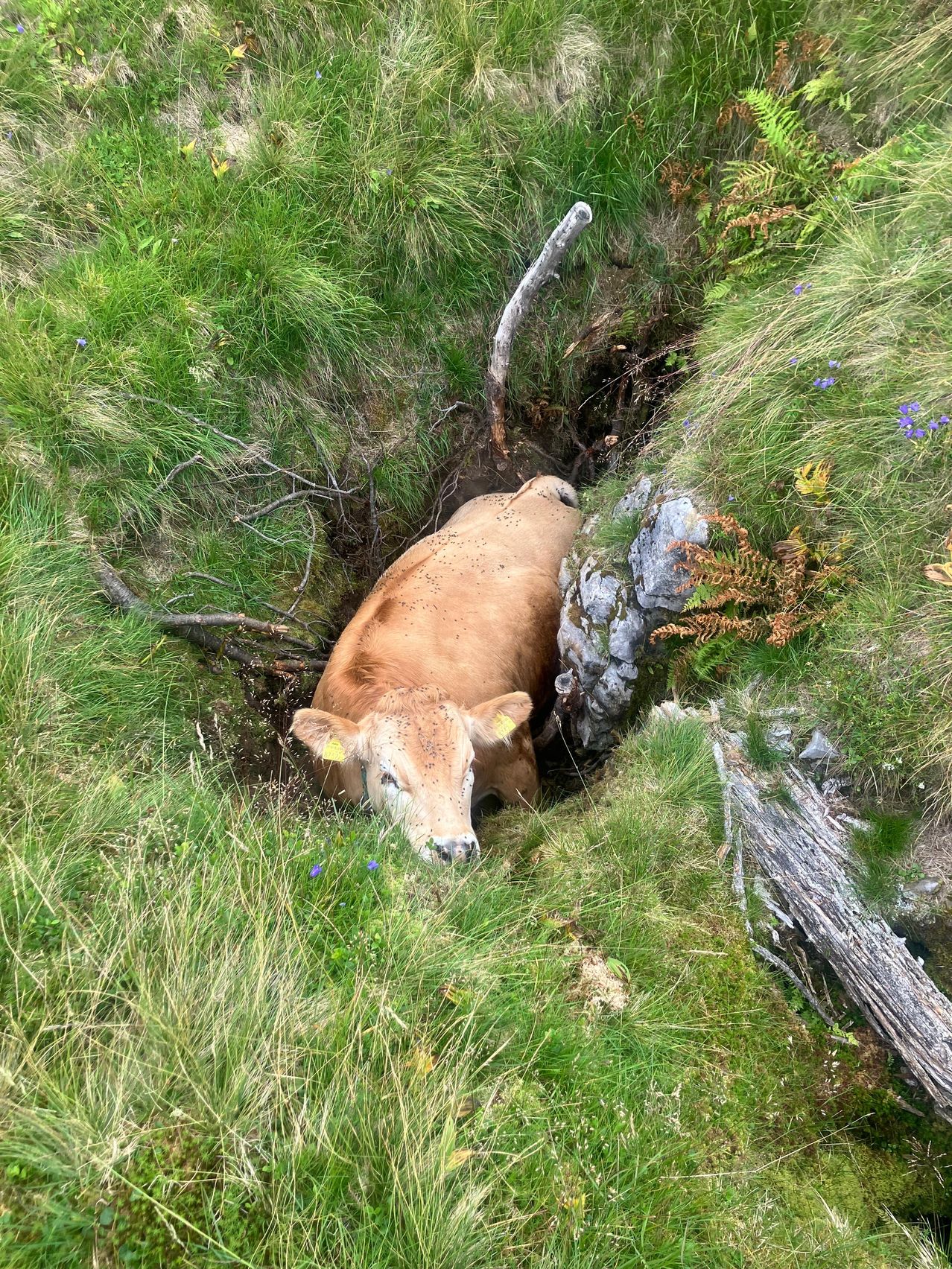 Eine braune Kuh steckt in einem Loch in einem Grasfeld mit einem Felsen und Ästen in der Nähe.