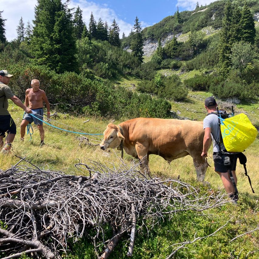 Drei Männer führen eine braune Kuh durch ein saftiges Feld, wobei einer einen Seil hält und der andere einen gelben Rucksack trägt.