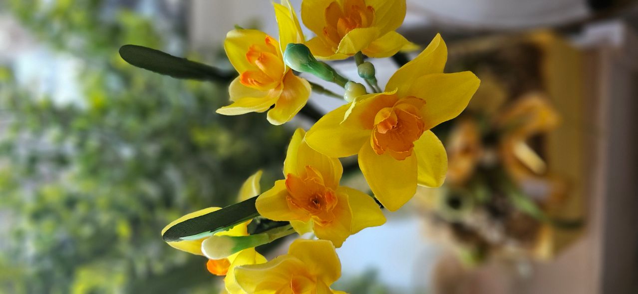 A close-up of several yellow daffodils with orange centers and green stems. The background is slightly blurred, showing a green environment.