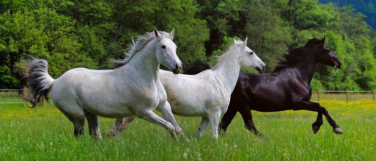 v1_migrated_image_15693069