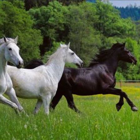 Bild enthält, Andalusian Horse, Animal, Horse, Mammal, Herd, Outdoors