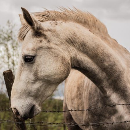 Ein Nahaufnahme eines weißen Pferdes mit verschmutztem Mähnen steht in einem grünen Feld in der Nähe eines Stacheldrahtzauns.