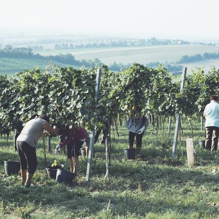 Bild enthält, Nature, Outdoors, Countryside, Rural, Farm, Glove, Person, Vineyard, Alcohol, Wine Tour