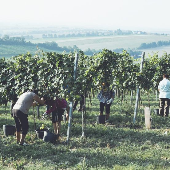 Bild enthält, Nature, Outdoors, Countryside, Rural, Farm, Glove, Person, Vineyard, Alcohol, Wine Tour
