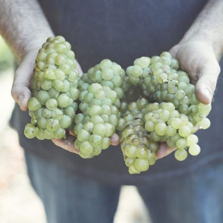 Bild enthält, Food, Fruit, Grapes, Plant, Produce, Baby, Person