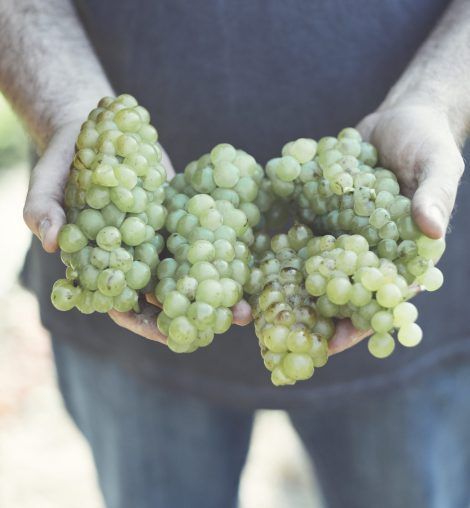 Bild enthält, Food, Fruit, Grapes, Plant, Produce, Baby, Person