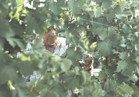 Bild enthält, Glove, Baseball Glove, Nature, Outdoors, Countryside, Rural, Adult, Male, Man, Person