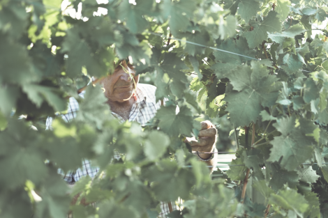 Bild enthält, Glove, Baseball Glove, Nature, Outdoors, Countryside, Rural, Adult, Male, Man, Person