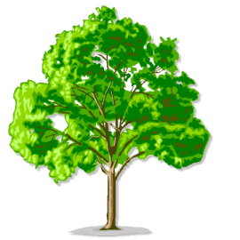 Eine Illustration eines hohen Baumes mit einem vollen Blätterdach aus grünen Blättern vor einem weißen Hintergrund.