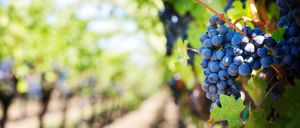 Bild enthält, Nature, Outdoors, Countryside, Fruit, Grapes, Plant, Vine, Rural, Farm, Vineyard