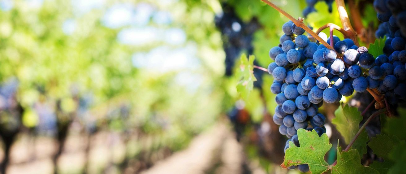 Bild enthält, Nature, Outdoors, Countryside, Fruit, Grapes, Plant, Vine, Rural, Farm, Vineyard