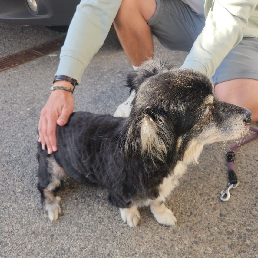 A person is petting a small black and white dog on the street. The dog has a purple leash.