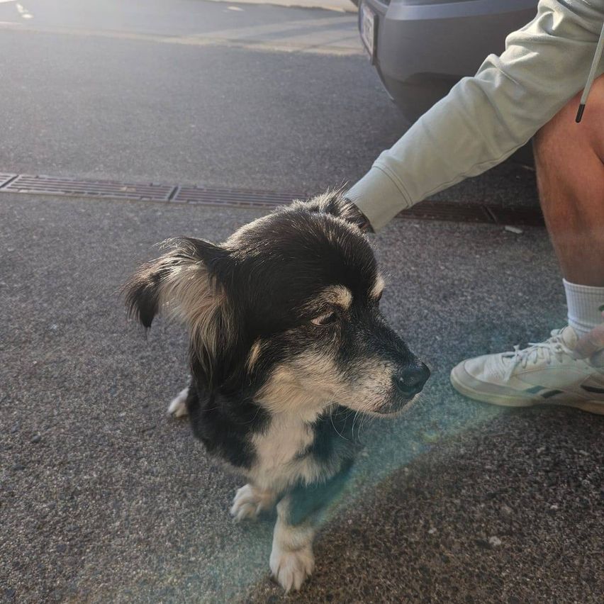 A black and white dog with a white patch on its face is sitting on the road, with a person's hand gently touching its head.