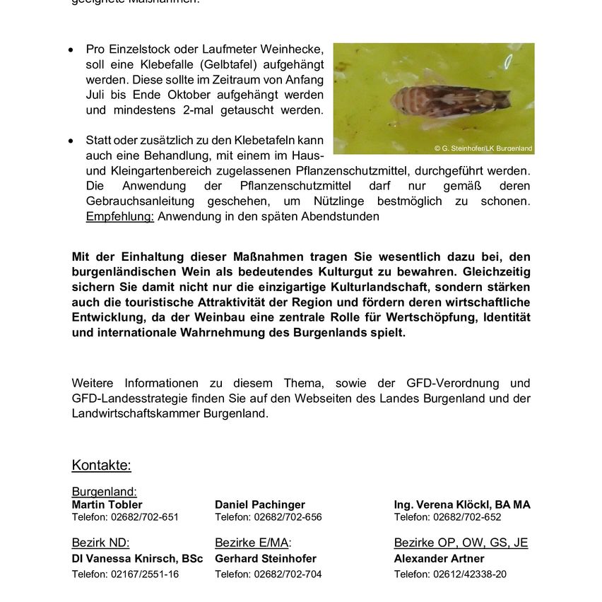 A vine weevil trap or a Laufmeter Weinecke should be hung. These should be hung from the beginning of July to the end of October and shaken at least twice. In addition to the glue traps, a treatment can be carried out with a home and garden plant protection product. The application of the plant protection product should only be carried out in accordance with the instructions. Recommendation: application in the late afternoon hours.