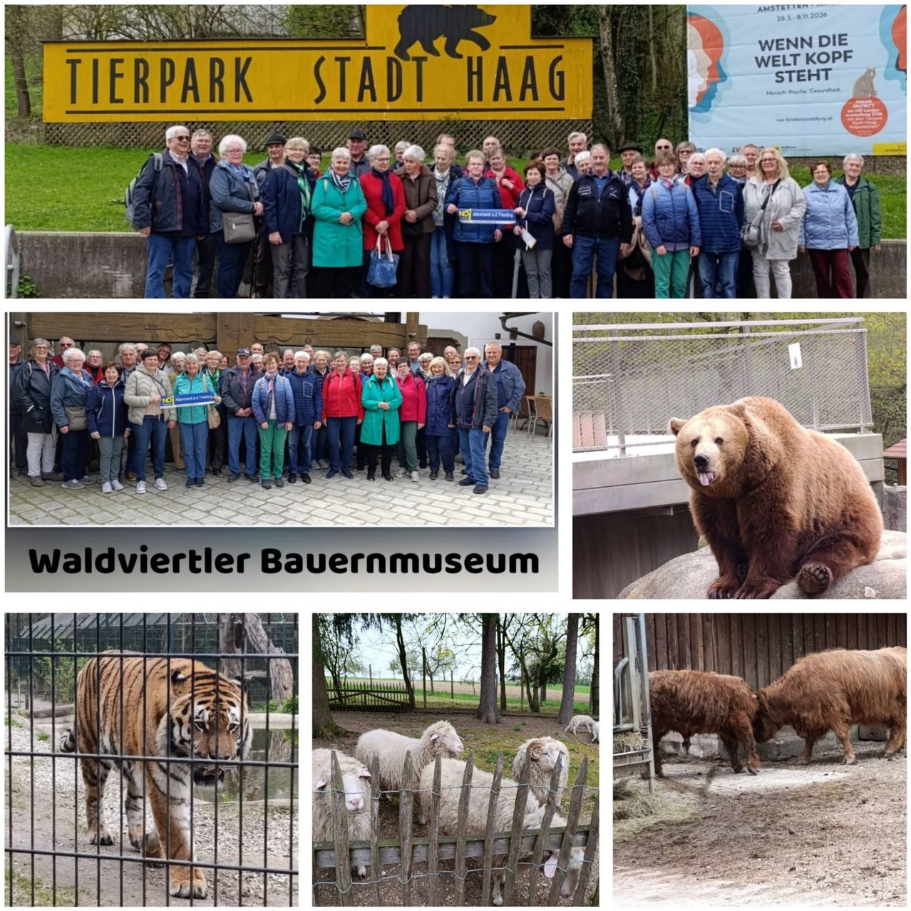 Eine Collage von Bildern, die eine Gruppe von Menschen, einen Bären, einen Tiger und Schafe zeigt, mit dem Text 'Tierpark Stadt Haag' und 'Waldviertler Bauernmuseum'.