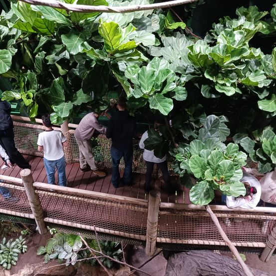 Eine Gruppe von Menschen steht auf einer Holzbrücke, umgeben von großen grünen Blättern. Einige Menschen berühren die Blätter.