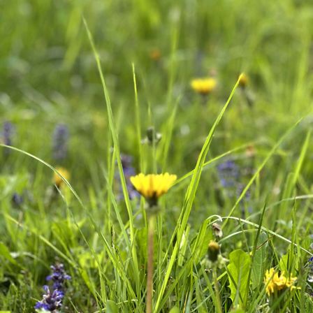Ein Feld mit hohem Gras, gelben Löwenzahnblüten und lila Blumen. Die Löwenzahnblüten sind scharf, während das Gras und die Blumen verschwommen sind.
