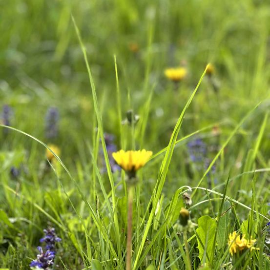 Ein Feld mit hohem Gras, gelben Löwenzahnblüten und lila Blumen. Die Löwenzahnblüten sind scharf, während das Gras und die Blumen verschwommen sind.