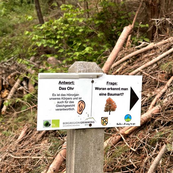 Ein Schild an einem Pfosten im Wald besagt: 'Antwort: Das Ohr. Es ist das Hörorgan unseres Körpers und ist auch für das Gleichgewicht verantwortlich.' Es fragt auch: 'Frage: Woher erkennt man einen Baum?' mit einem Pfeil nach rechts.