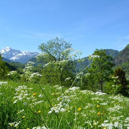 Eine malerische Alpenwiese mit blühenden weißen Blumen und saftigem grünem Gras unter einem klaren blauen Himmel mit entfernten schneebedeckten Bergen.