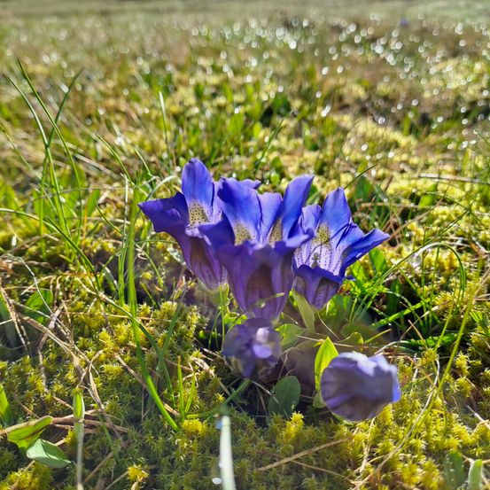 Eine Nahaufnahme von lila Alpenblumen mit gelben Zentren, die in einem moosigen, grasigen Feld wachsen.