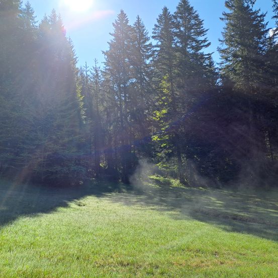 Ein heller Sonnenschein scheint durch die Bäume und wirft Lichtstrahlen auf das üppige grüne Gras. Der Wald ist dicht mit hohen Bäumen, und es gibt einen nebligen Effekt in der Luft.