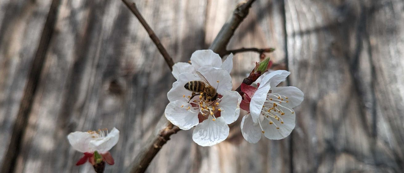 Bild enthält, Flower, Petal, Pollen, Bee, Honey Bee, Anemone