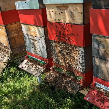 Apiary, Mailbox