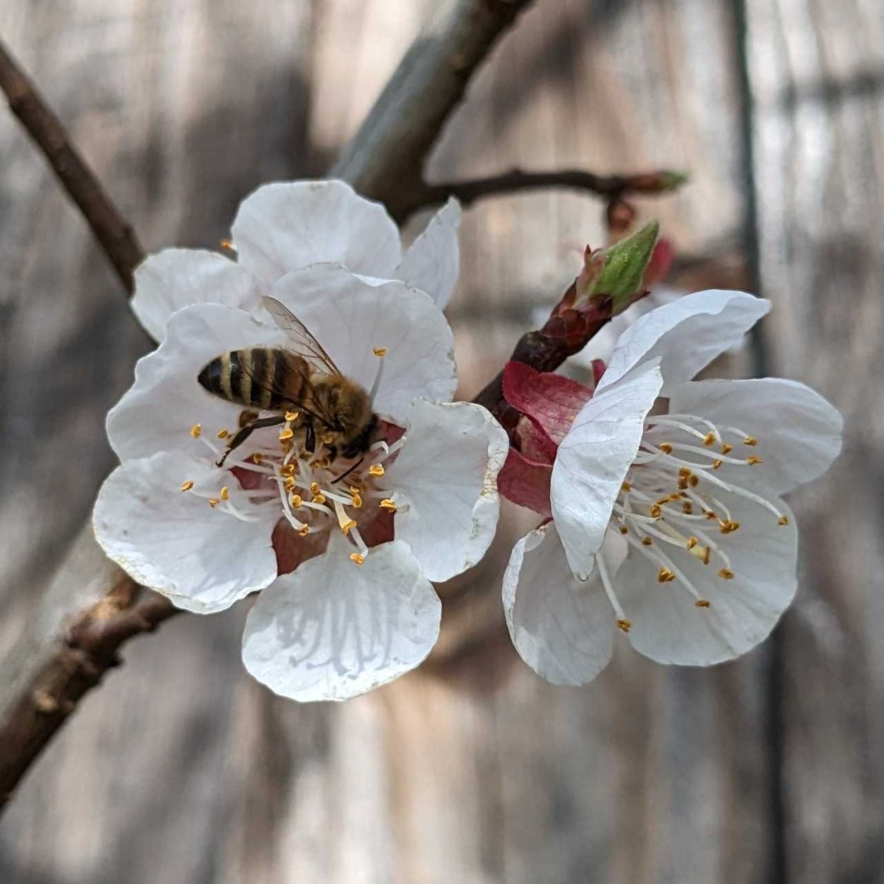 Flower, Petal, Pollen, Bee, Honey Bee, Anemone