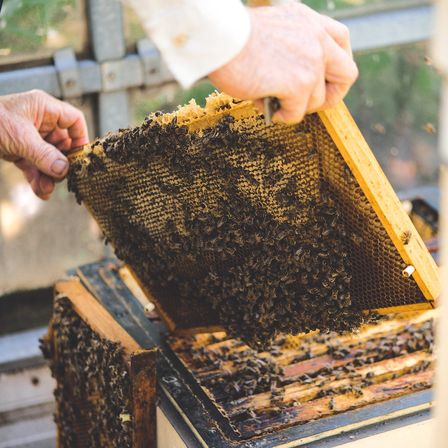 Bild enthält, Baby, Person, Apiary, Bee, Honey Bee, Insect, Invertebrate, Food, Honey