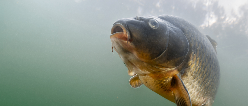 Bild enthält, Animal, Fish, Sea Life, Carp