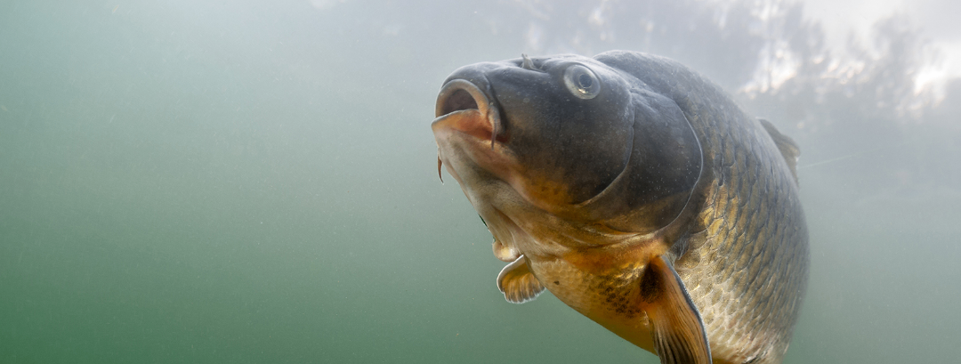Bild enthält, Animal, Fish, Sea Life, Carp
