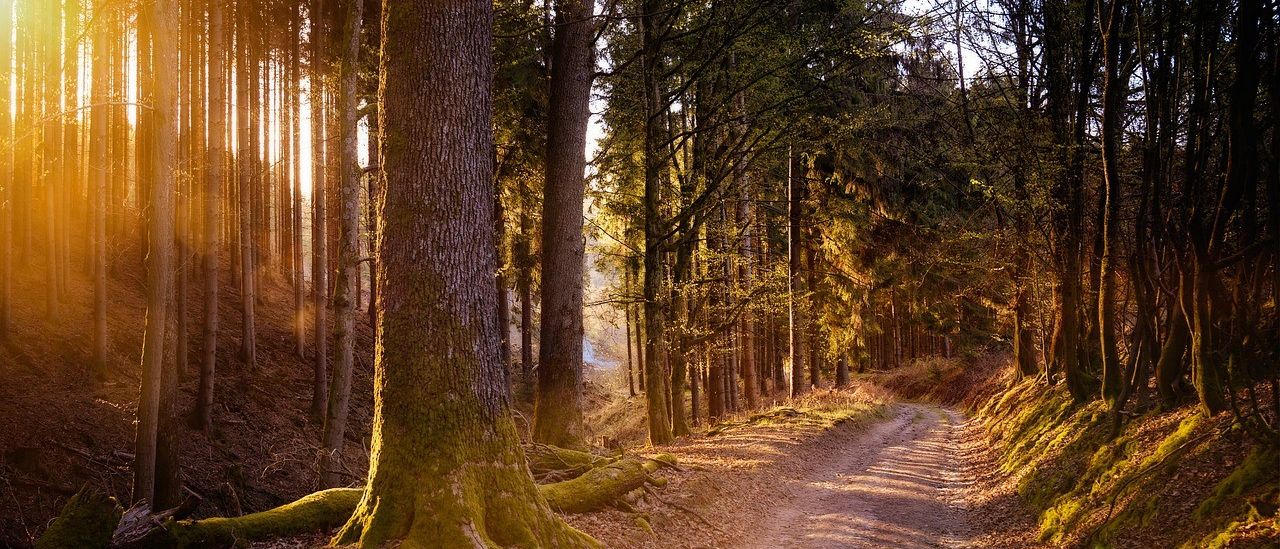Sunlight, Path, Vegetation, Land, Tree, Woodland, Trail, Flare, Light, Scenery