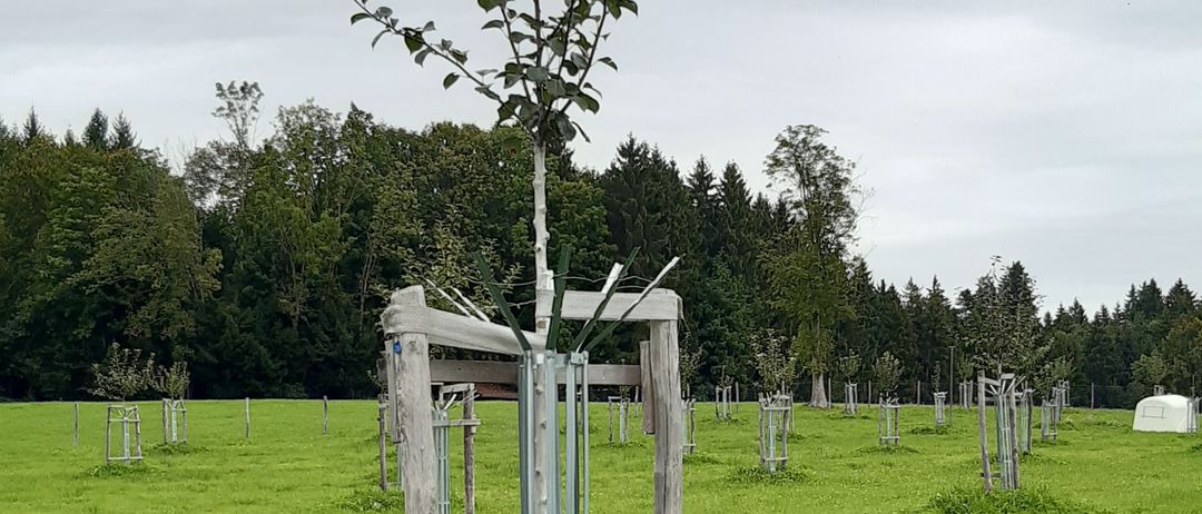 Ein junger Apfelbaum, der von einem Holzrahmen gestützt wird, steht in einem üppigen grünen Feld mit einem Wald im Hintergrund.