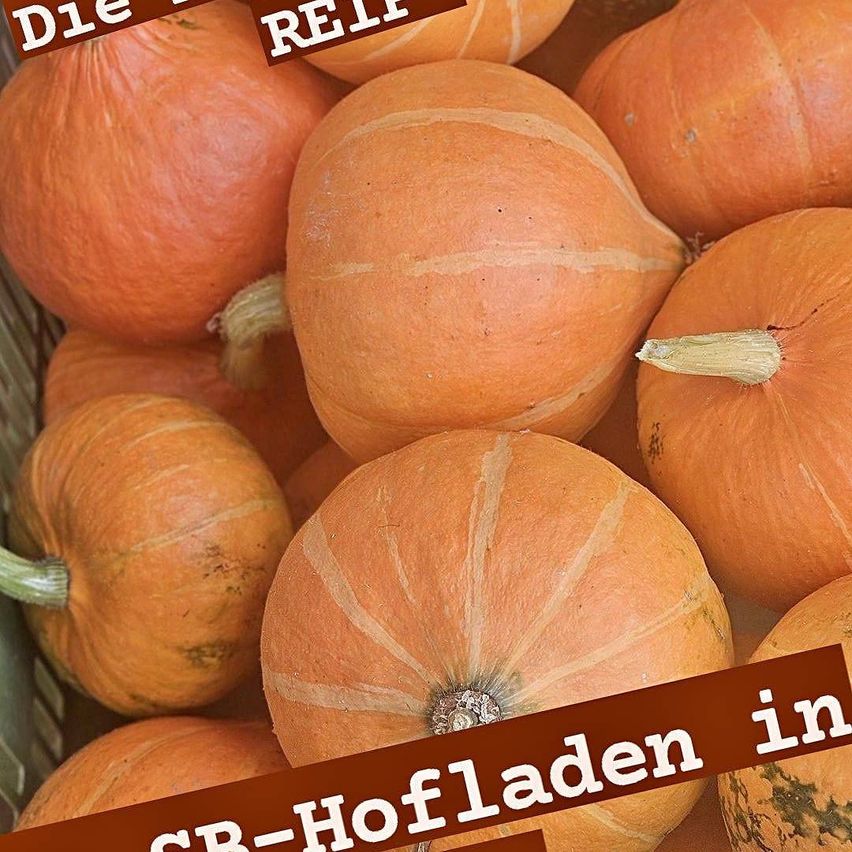 A close-up of various orange pumpkins with some having white stripes and text overlays. The text reads 'Die REIF' and 'CB-Hofladen in'.