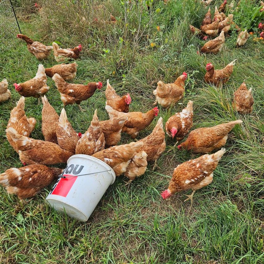 Eine Herde brauner Hühner versammelt sich um einen weißen Eimer auf einem Grasfeld, mit einigen Pflanzen und einem Zaun im Hintergrund.