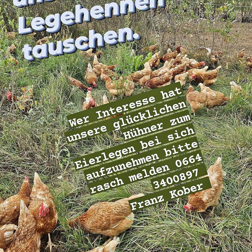 Eine Gruppe Hühner auf einem Grasfeld mit einem Schild, das 'Wir suchen Hühnerbeine. Rufen Sie Franz Kober unter 0664 3400897 an.' steht.