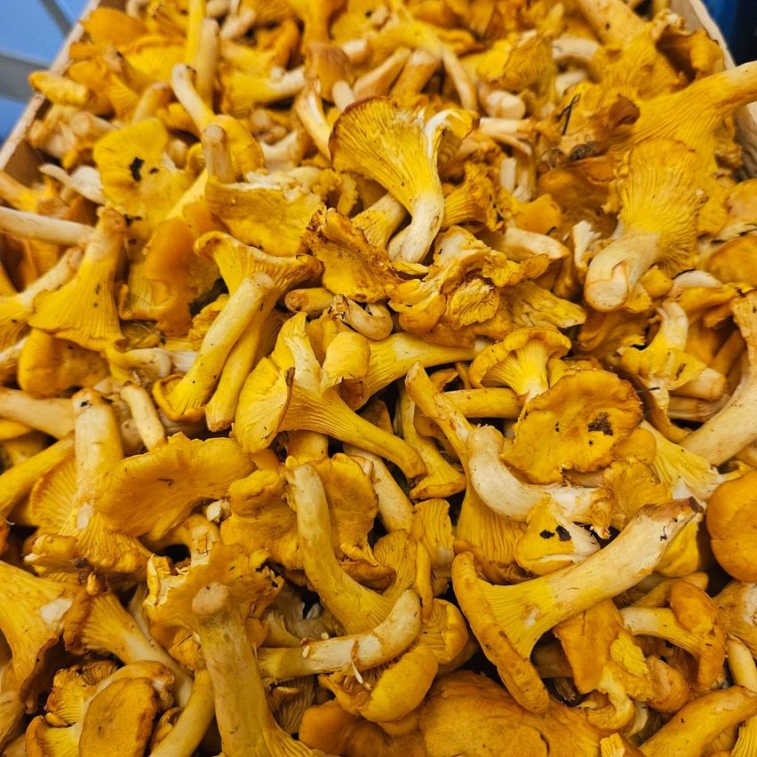 A close-up view of a large pile of chanterelle mushrooms, showcasing their golden color and unique shape.