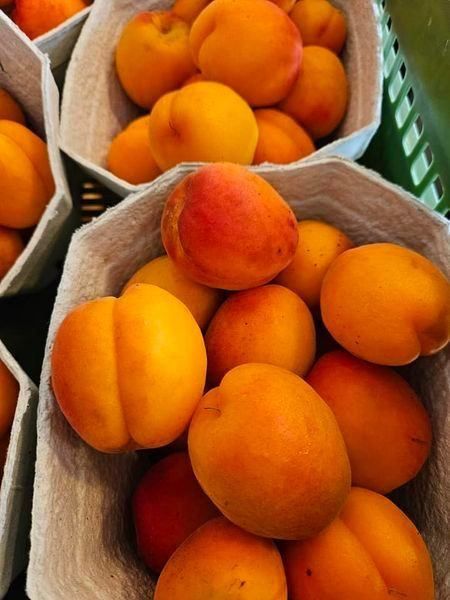 Frisch gepflückte Aprikosen in Papierkörben. Die Früchte sind orange und rot, einige haben braune Flecken.