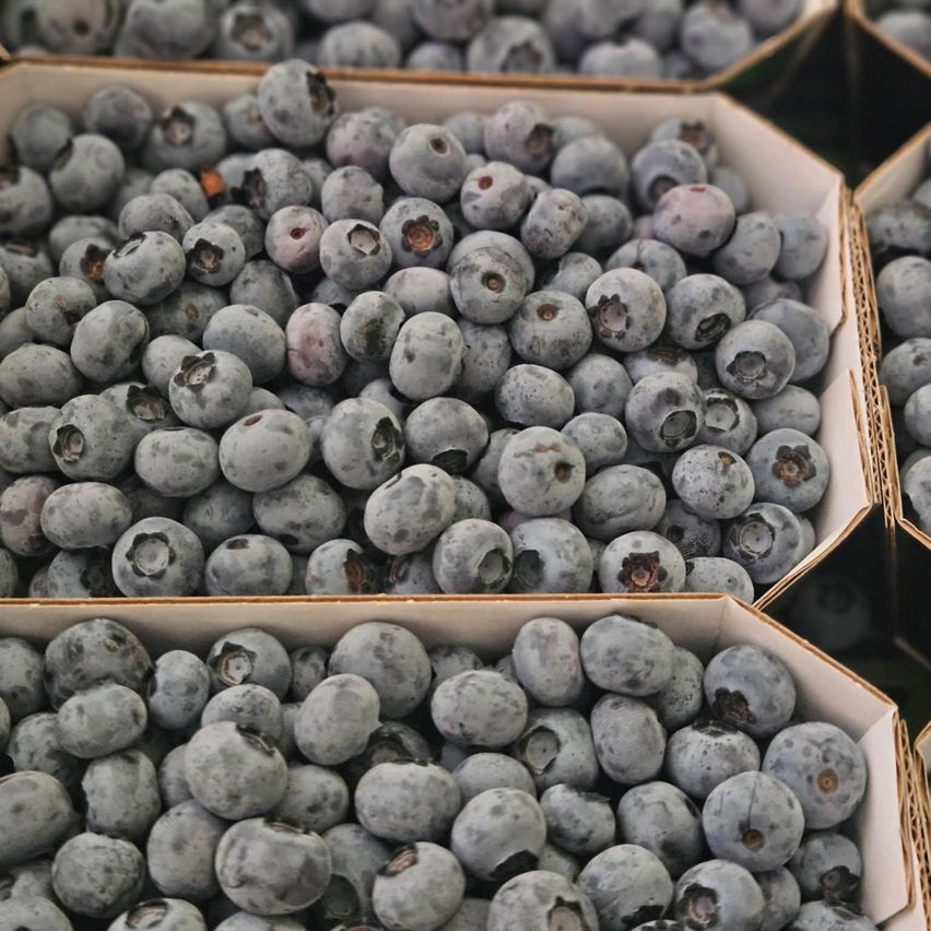 Eine Nahaufnahme mehrerer Kisten voller Blaubeeren, die ihre tiefe lila Farbe und leichte Quetschungen zeigen. Die Beeren sind eng in den Kisten verpackt.