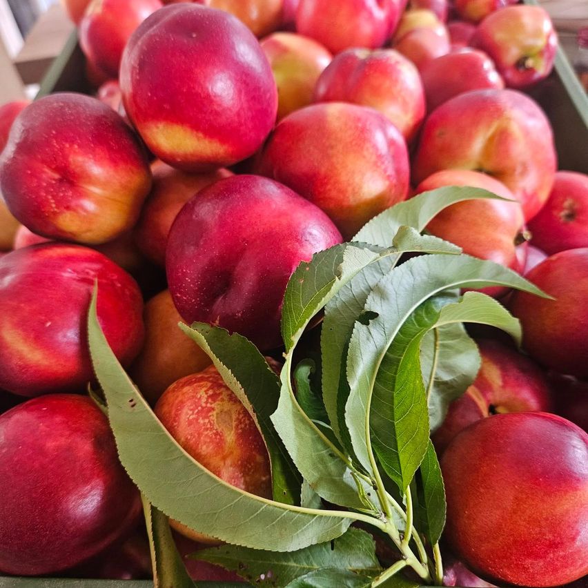 A close-up of a container filled with red, juicy peaches and some green leaves. The peaches have a mix of red and yellow colors with a few brown spots.