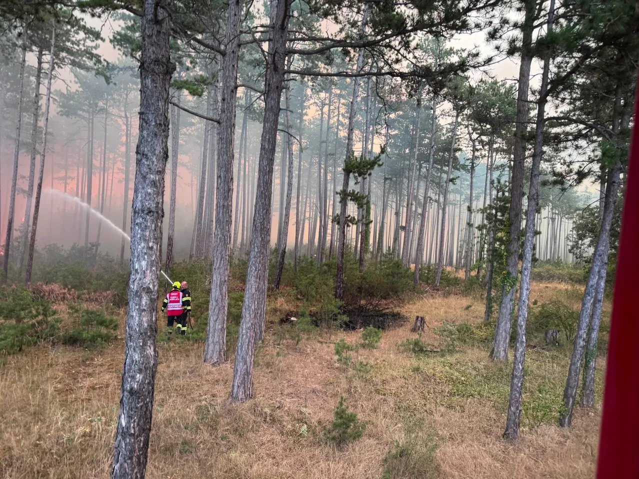 Zwei Feuerwehrleute in roten Uniformen sprühen Wasser aus einem Schlauch in einem Wald mit hohen Bäumen und einem rauchigen Hintergrund.