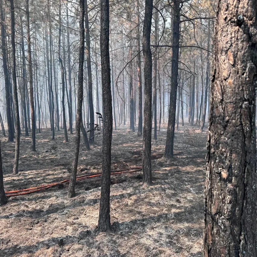 Ein Wald mit hohen Bäumen, von denen einige verkohlt und verbrannt sind, mit einem Boden bedeckt von Asche und Rauch, der im Hintergrund aufsteigt.