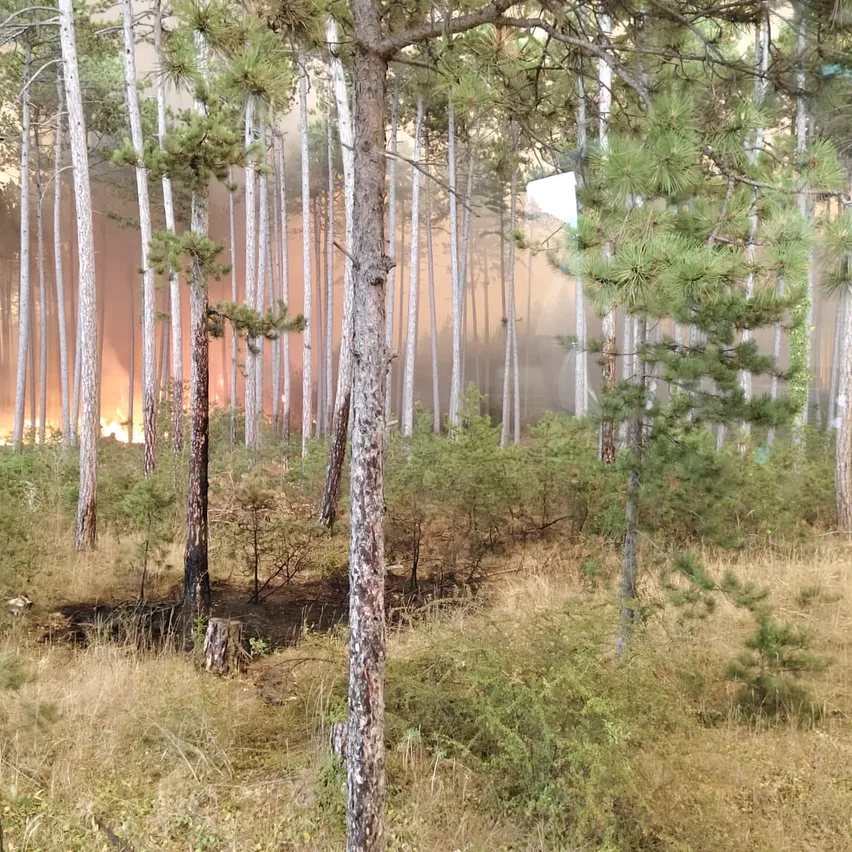 Ein Waldbrand brennt durch einen dichten Kiefernwald, wobei die Flammen die Baumkronen erreichen und Rauch die Luft erfüllt.