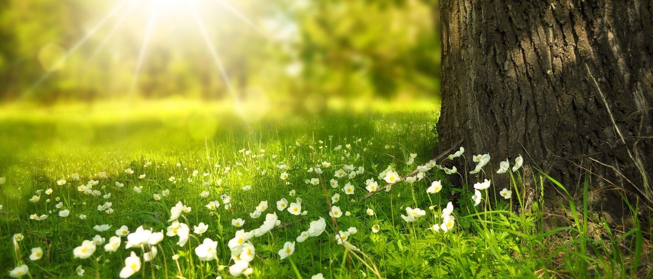 Sonnenlicht filtert durch die Bäume und wirft einen warmen Schein auf ein Feld weißer Blumen und üppigem grünem Gras.