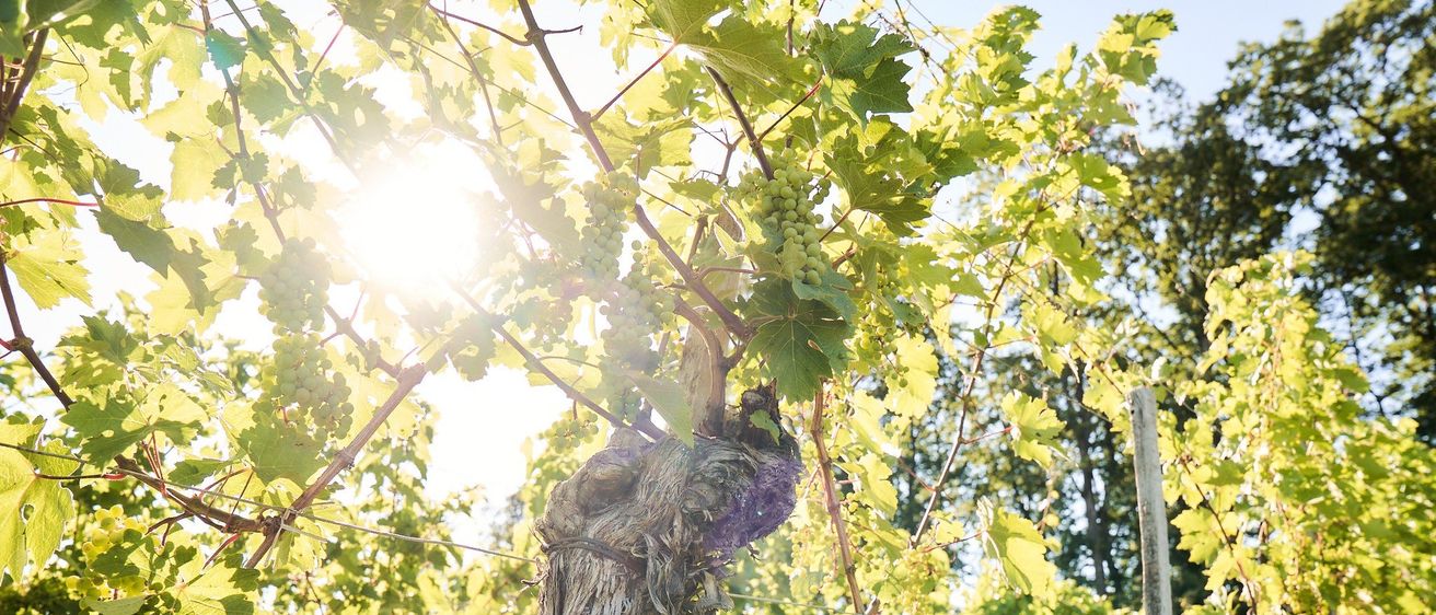 Sonnenlicht dringt durch die Blätter eines Weingartens und hebt Traubencluster auf dem Weinstock hervor. Der Ort ist ein üppiges, offenes Feld mit anderen Weinreben im Hintergrund.