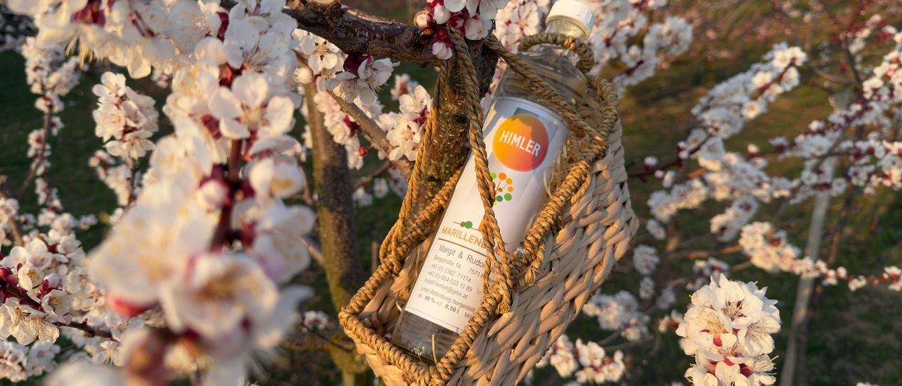 Eine Flasche Himler Marillellen hängt in einem Korb an einem Ast, umgeben von weißen Blüten. Das Flaschenetikett lautet 'Marillellen' und 'Himler.'